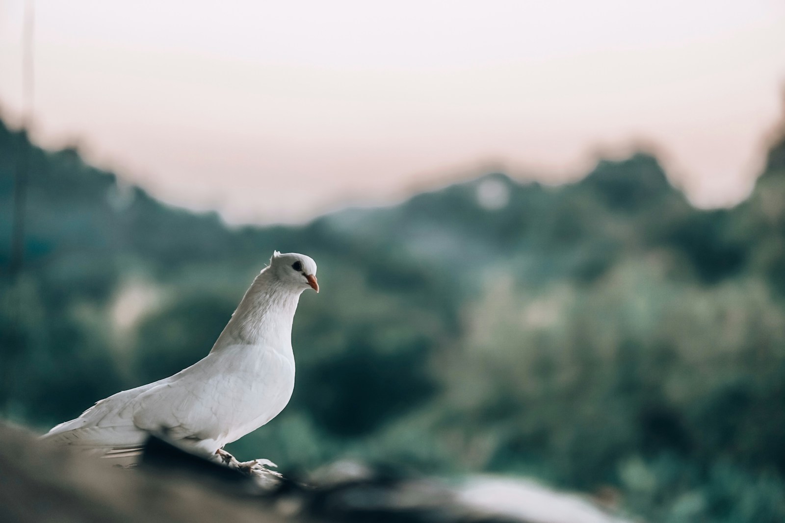 Galatians – The Spirit
