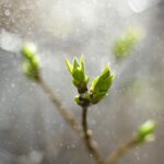 A22 – Growing in Time of Crisis