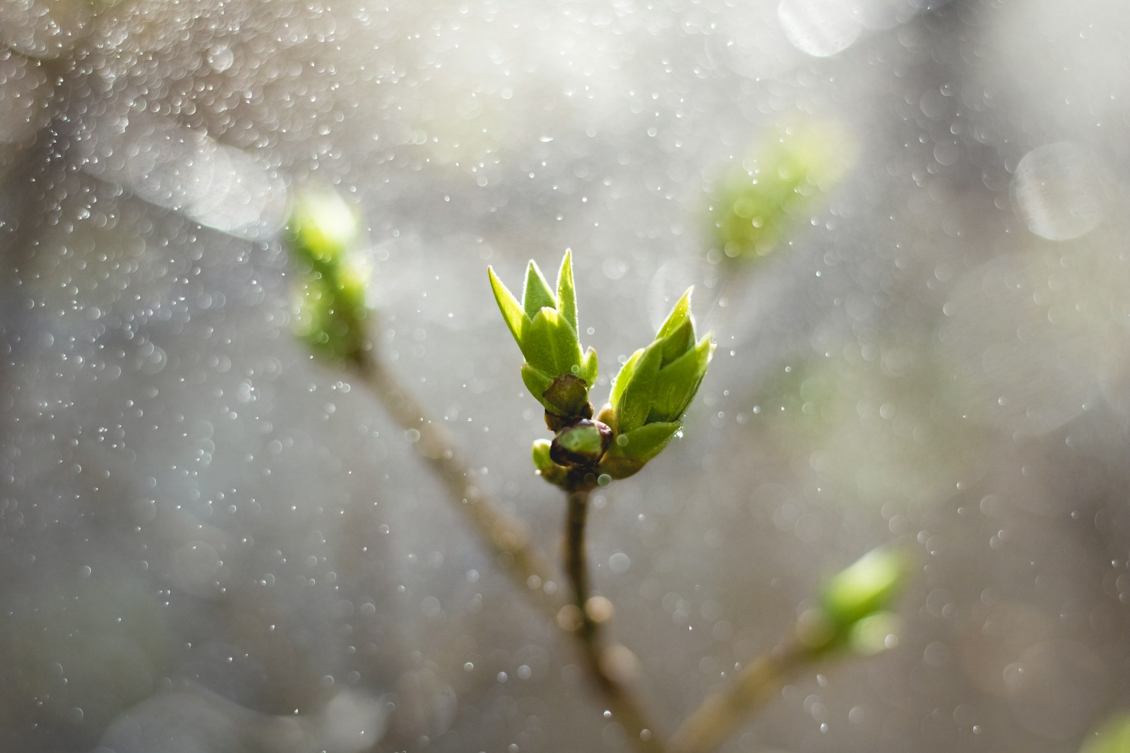 A22 – Growing in Time of Crisis