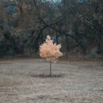 brown tree on brown field