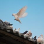 birds on roof shingle