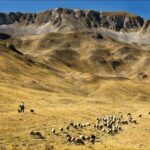 group of sheep on brown grass field during daytime